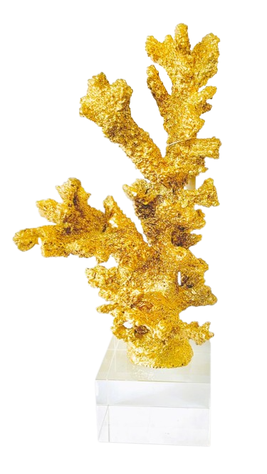 Coral Golden 11.5"tall X 5"wide X 5"deep