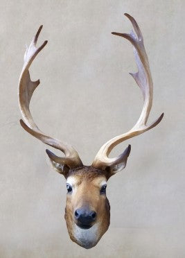 Deer Head Ceramic 21"Tall - 12" Wide - 9"Deep - Royal Gift